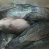 Frozen Tilapia for sale