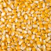 Non GMO Yellow Maize