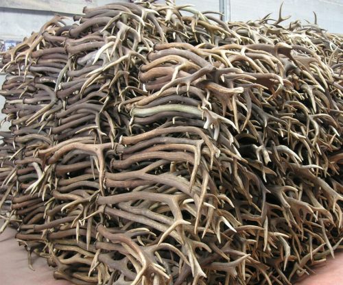 Red Deer antlers for sale